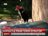 Köpeğine masa tenisi oynamayı öğretti şimdi köpeği en büyük rakibi oldu