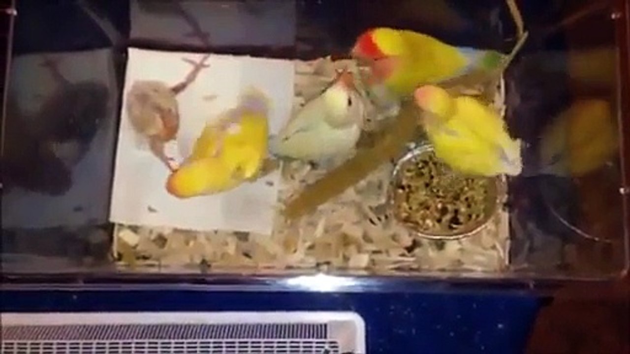 Un oiseau infirme est rejeté par ses parents dès sa naissance, mais la suite est magnifique!