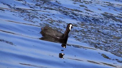 Birds at Kalar Kahar Lake 4 April 2015 Pakistan