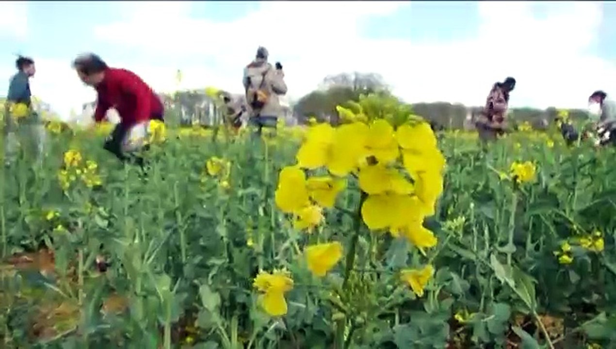Des faucheurs d'OGM détruisent une parcelle de colza dans le Maine-et-Loire