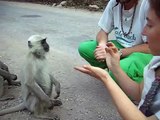 How clever are the Langur monkeys of Rishikesh, India??