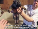 German Shepherd puppies for sale - German Shepherds for sale from Pioneer German Shepherds