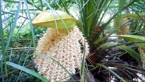 Plants for Honey Bees and Pollinators: Pygmy Date Palm, phoenix roebelenii