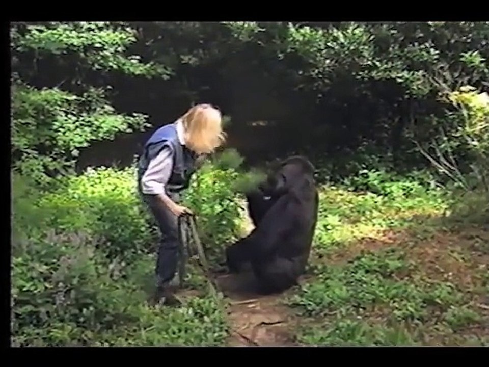 A Conversation With Koko