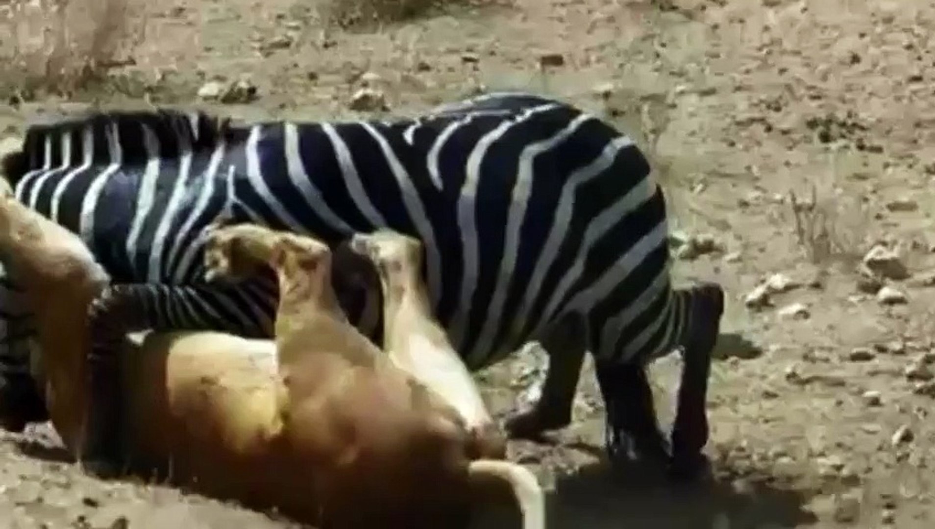 ⁣AMAZING ! lion vs zebra - zebra escape from death