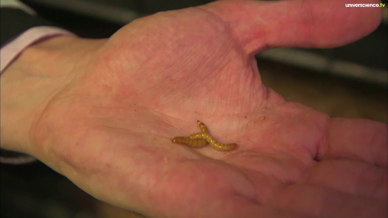 Les insectes la nourriture du XXIème siècle