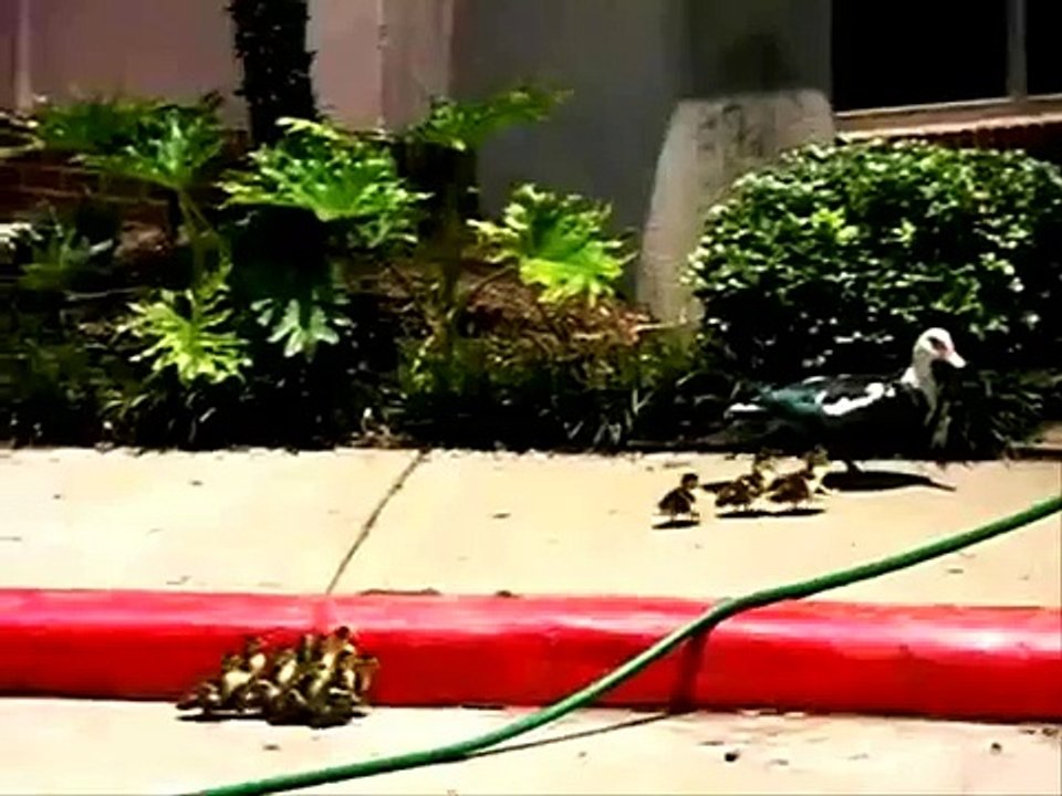 مساعده ام تدخل في الطبيعه