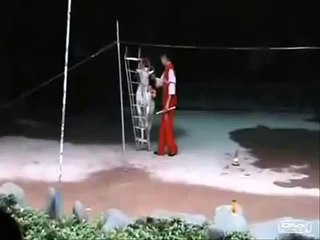 شوف وانسى همومك 909 هل التيس فعلا تيس؟