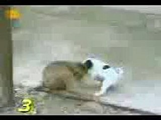 قرد مخمور يثير الضحك 🐒