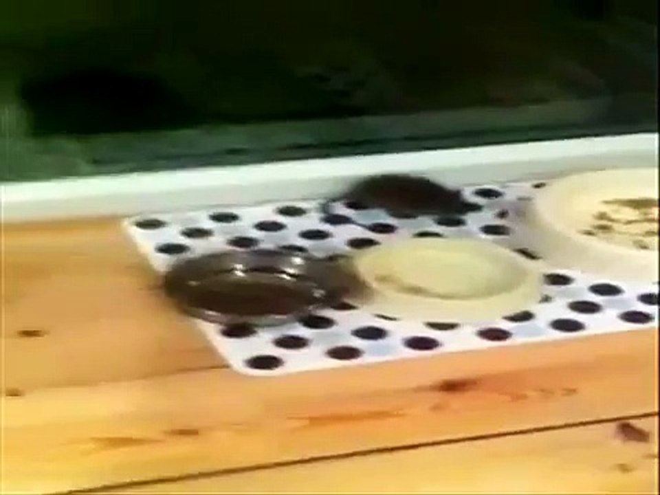 قطه نسيت دورها في الحياه