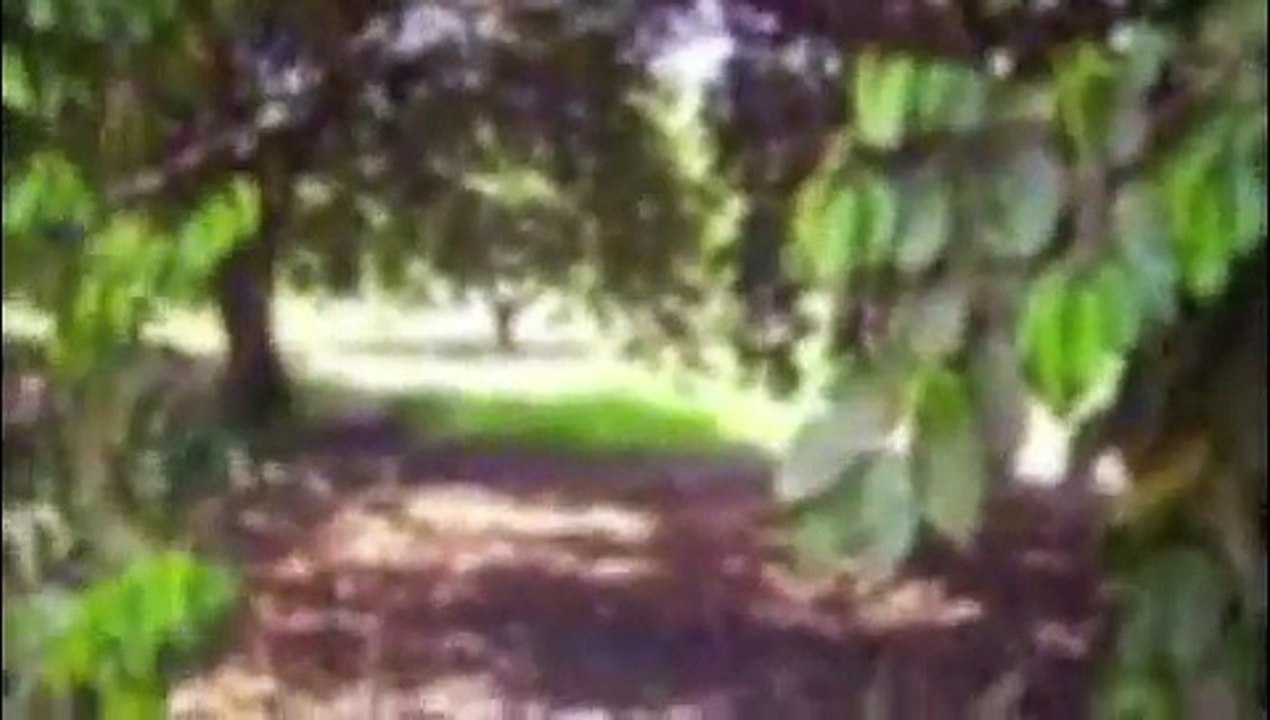 raw food diet vegan social tips. #121