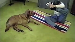 Yoga Dog