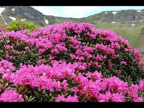 Maramures plai cu flori - Fratii Petreus