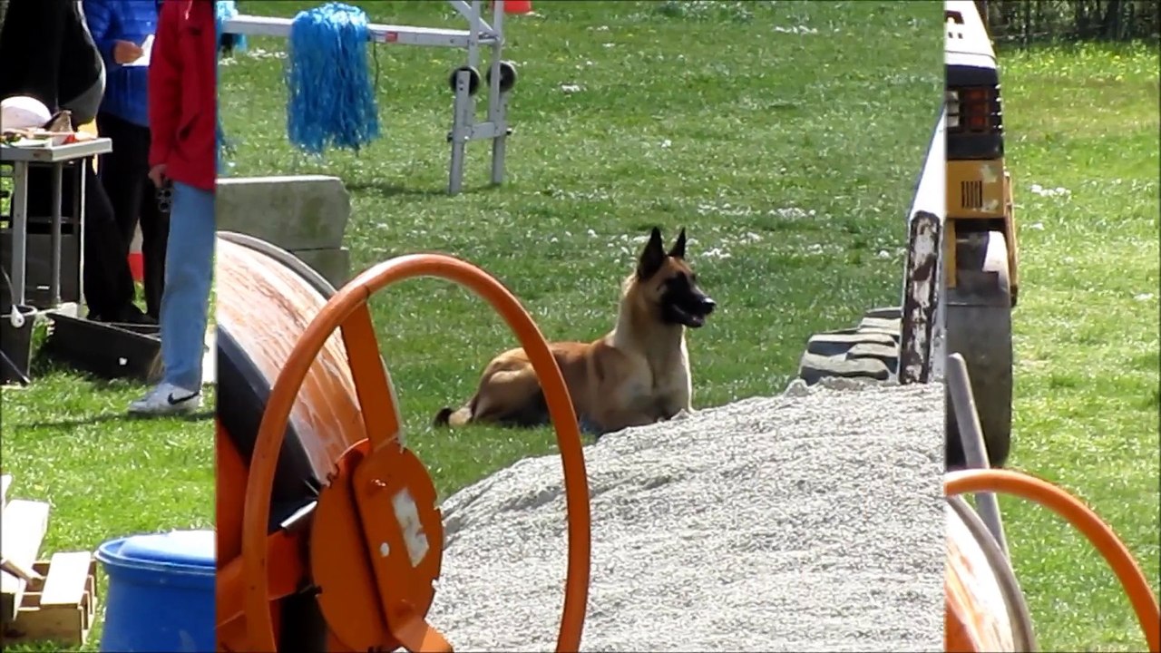 Brevet Mondioring Iggy