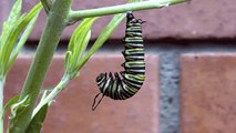 Monarch caterpillar turns into a chrysalis - real time