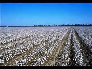 Credence-Clearwater-Revival---Cottonfields