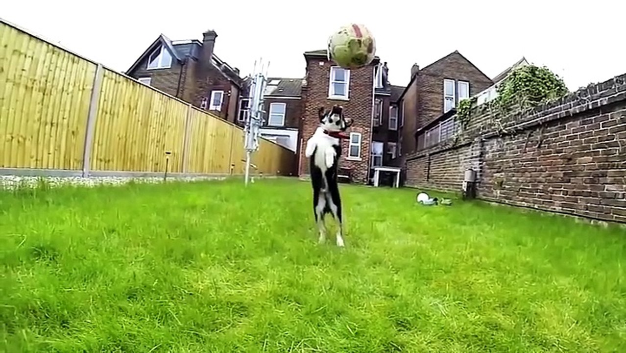 Dogs Failing At Being Dogs Compilation