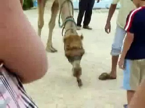 شوف وانسى همومك 178 بعير كونج