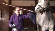 Horses Care & Grooming : Horse Grooming Show Tips
