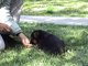 German Shepherd Puppy Obedience