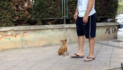 서양인의 애완견 훈련 영상 ㅋㅋ