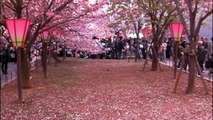 Amazing experience. Best cherry blossoms in Osaka castle park & Osaka Mint Bureau