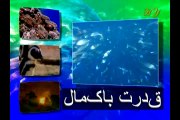 Documentary: Booby Birds in Urdu