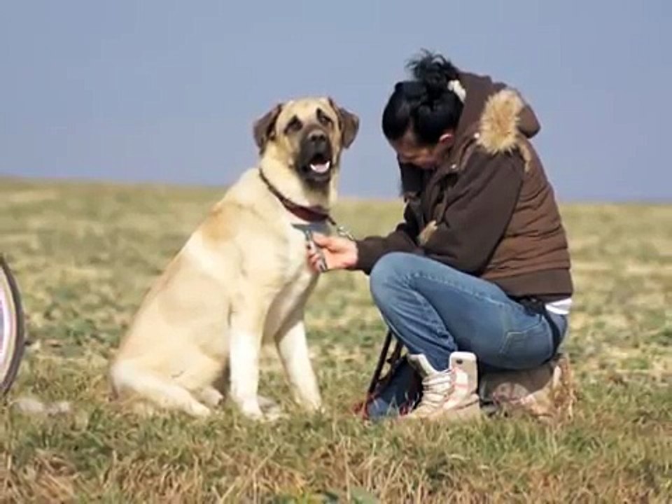 kangal aslan ve akbash nadir