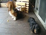Basset hound wants what Dachshund has
