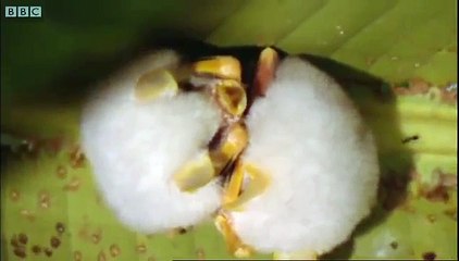 Tent-making bats - Deep into the Wild - BBC