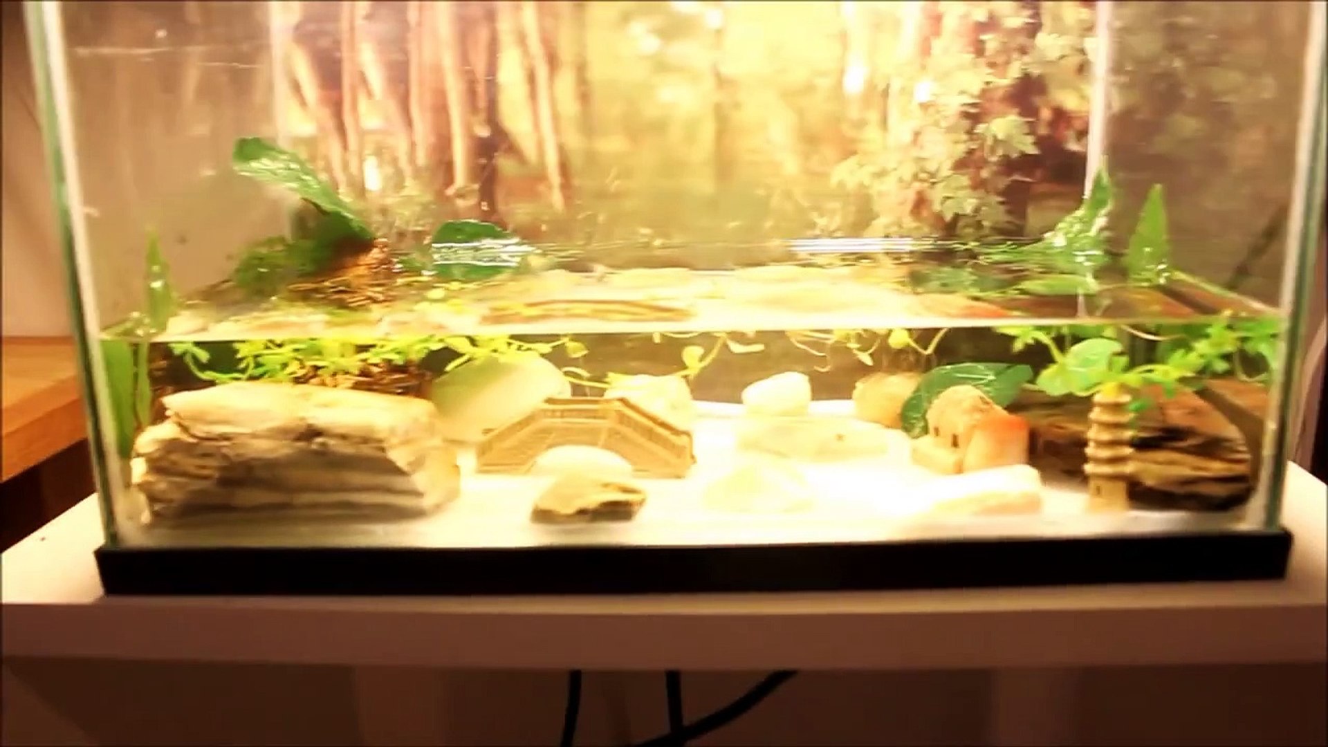 How to Setup a Fire Belly Newt Tank (Simple Method)