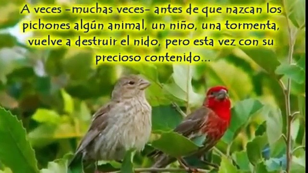 Lección De Perseverancia   Reflexiones De La Vida