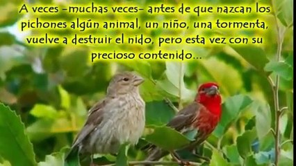 Lección De Perseverancia   Reflexiones De La Vida