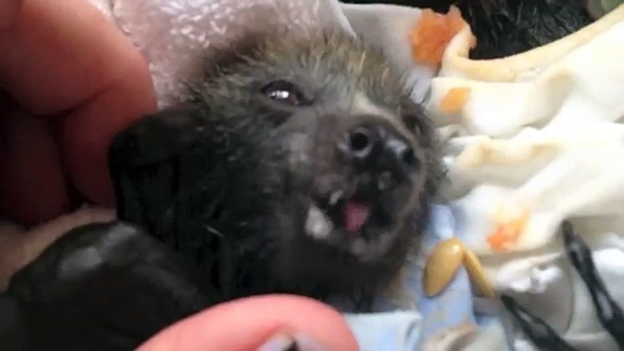 Cute orphan flying-fox (bat) babies eat fruit.