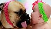 dogs playing with babies Cute babies and dogs playing together Funny baby and dog compilation