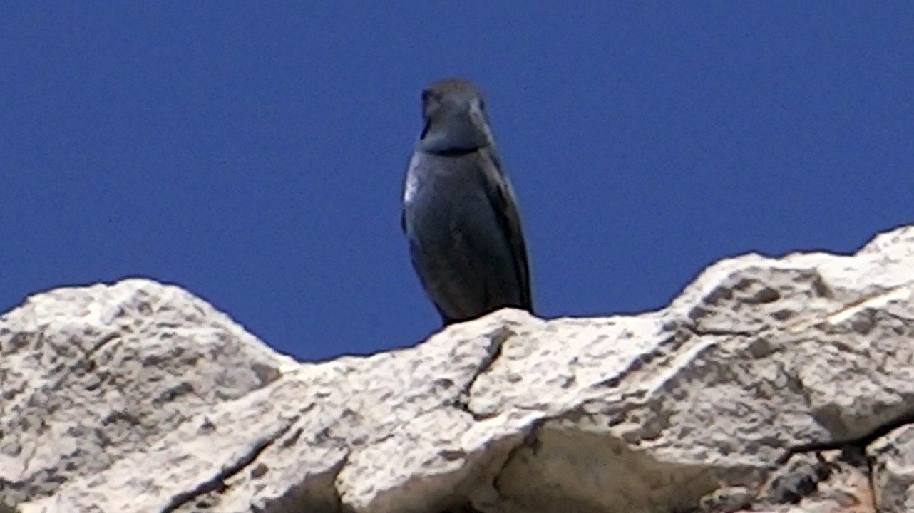 A Bird on the top of mountain on our a day trip tour of Virtual University Walton campus Lahore 4 april 2015 to Neelawah