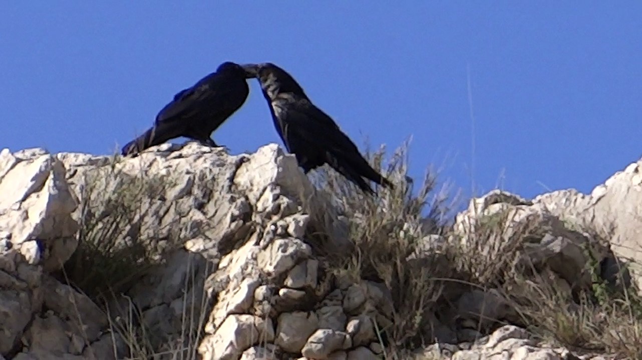 A pair of Crows on the top of mountain on our a day trip tour of Virtual University Walton campus Lahore 4 april 2015 to