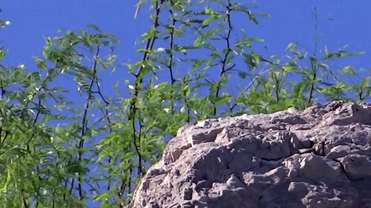 A Bird on the top of mountain on our a day trip tour of Virtual University Walton campus Lahore 4 april 2015 to Neelawah