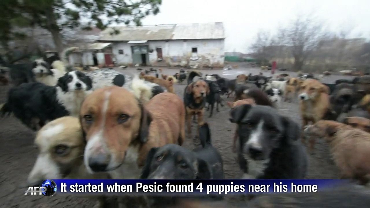Serbian stray dog advocate fights to save his 450 pooches