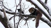 Red panda were attacked by crow~レッサーパンダ危機一髪