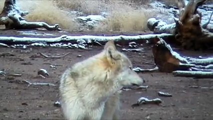 Gray Wolf Howling