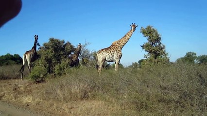 Group of giraffes chewing on grass