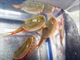 Triops australiensis