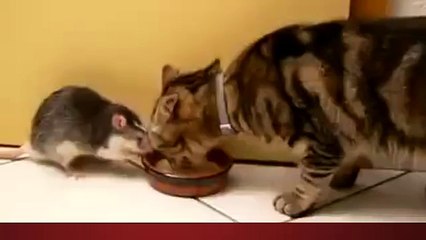 بلی اور چوہے کی ایسی دوستی کبھی دیکھی ہے آپ نے۔۔۔؟