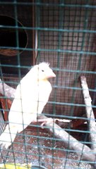 Anak Burung Kenari