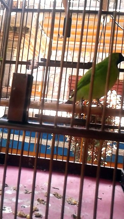 Cucak Hijau Gacor