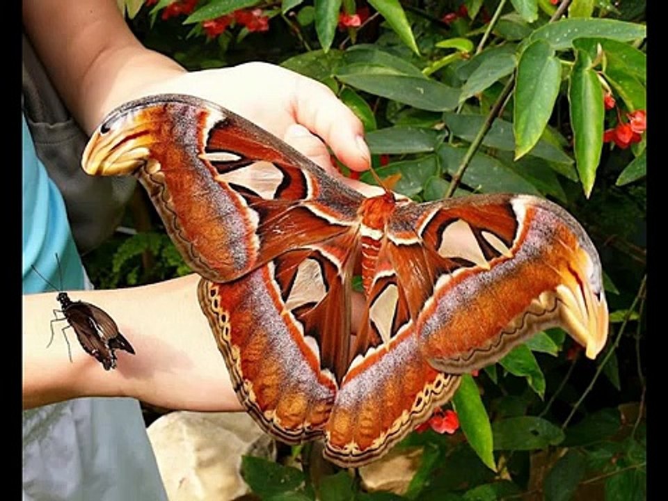 UNBELIEVABLE ANIMALS!