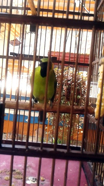 Cucak Hijau Gacor 1