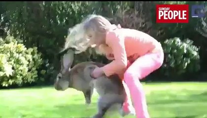 Le plus gros lapin du monde