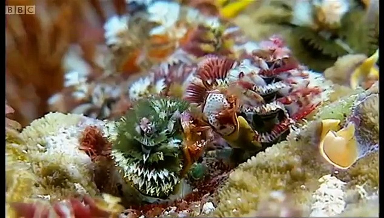 Coral reef wonderland - Wild Indonesia - BBC